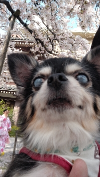 ある