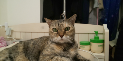 きなこ
