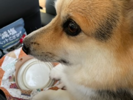 coco