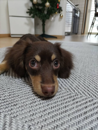ナッツ