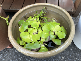 おのでら
