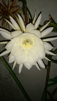 きょんた