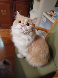 Ayu