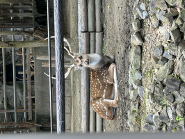 ここあ