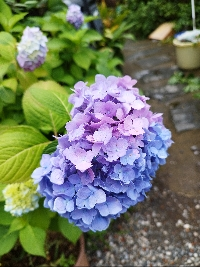 ルナ（東京）