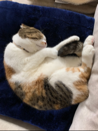 ビタティー
