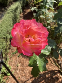 e.