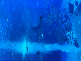 シーサー