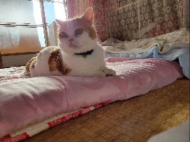 ゆき