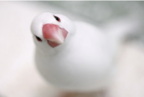 ラベンダーママ