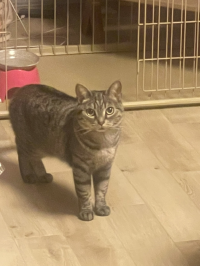 ねこねがお