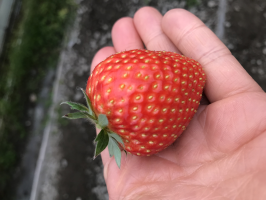 にこちゃん