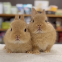 えみりん
