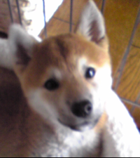 くるみん