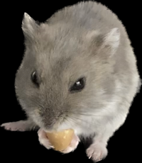 かもめ