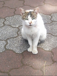 猫パンチ