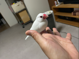 にゃ！