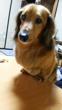 チョコくみこ