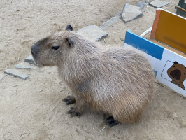 ぼぅちゃん