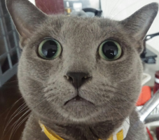 ヨコタン