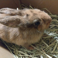 でめんさん