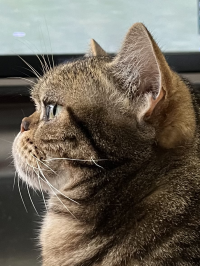 ピカ