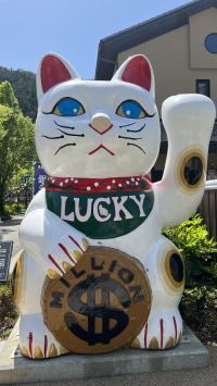 さゆ