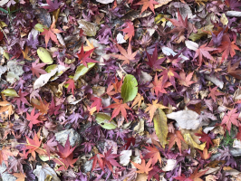 リーフリーフ