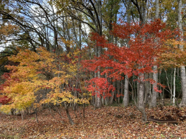 たつのおとしご