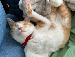 mimi