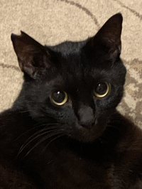 夢々