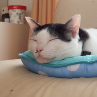 さっちゃん