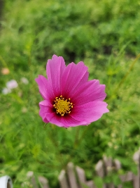アロマ