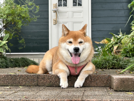きい