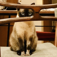 こりまにゃん