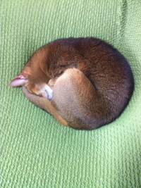 ロトにゃん