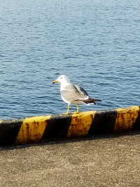 リカコ