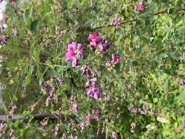 チェリータルト