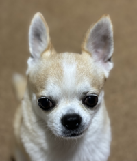 Pauley