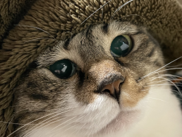 ソラパピー