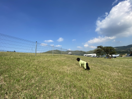 このひな