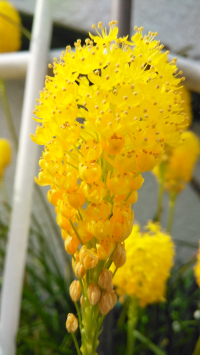 チャーリーパピコ