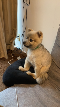 キコ