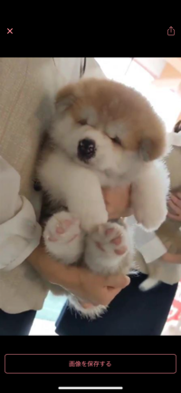 かめさく