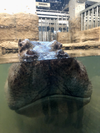 ゆり
