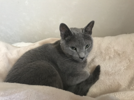 ひでにゃん
