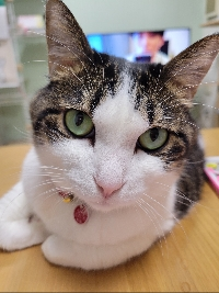 りんのママ