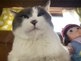 まおしー