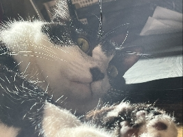 こひな