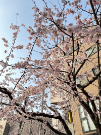 sakura